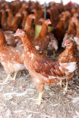 Tavuk çiftliğinde bir sürü kahverengi tavuk var.