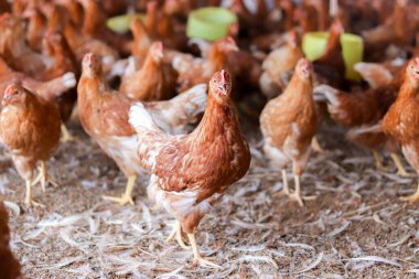 Tavuk çiftliğinde bir sürü kahverengi tavuk var.