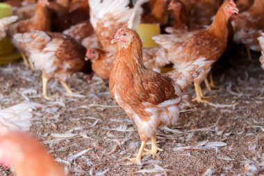 Tavuk çiftliğinde bir sürü kahverengi tavuk var.