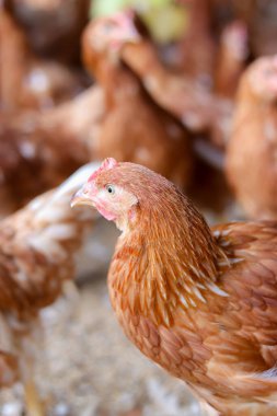 Tavuk çiftliğindeki kahverengi tavuğu kapat.