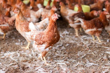 Tavuk çiftliğinde bir sürü kahverengi tavuk var.