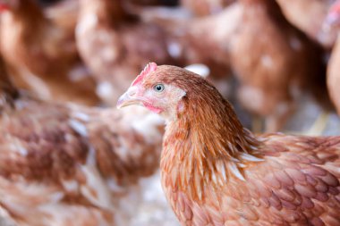 Tavuk çiftliğindeki kahverengi tavuğu kapat.