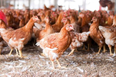 Tavuk çiftliğinde bir sürü kahverengi tavuk var.