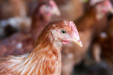 Tavuk çiftliğindeki kahverengi tavuğu kapat.