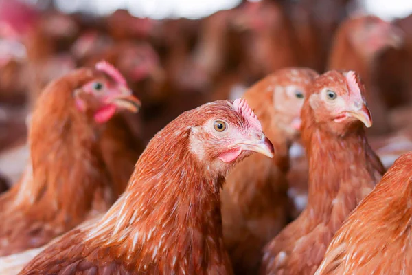 Tavuk çiftliğindeki kahverengi tavuğu kapat.