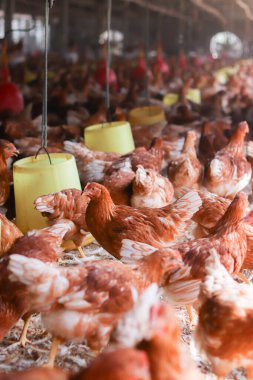 Tavuk çiftliğinde bir sürü kahverengi tavuk var.