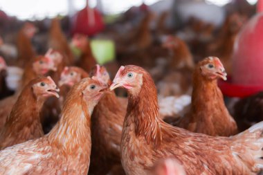 Tavuk çiftliğindeki kahverengi tavuğu kapat.