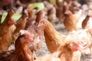 Tavuk çiftliğinde bir sürü kahverengi tavuk var.