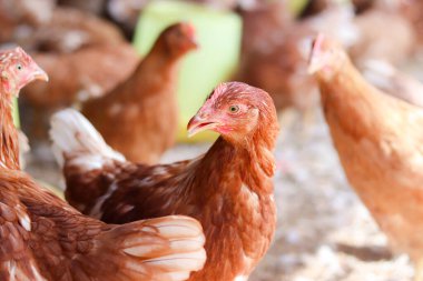Tavuk çiftliğinde bir sürü kahverengi tavuk var.