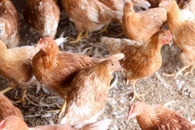 Tavuk çiftliğinde bir sürü kahverengi tavuk var.