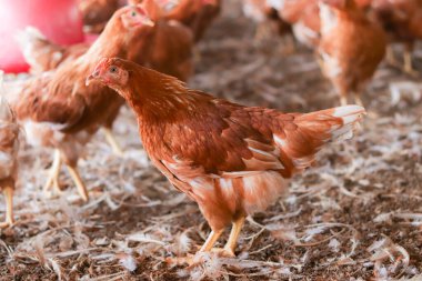 Tavuk çiftliğinde bir sürü kahverengi tavuk var.