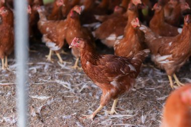 Tavuk çiftliğinde bir sürü kahverengi tavuk var.