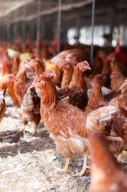 Tavuk çiftliğinde bir sürü kahverengi tavuk var.