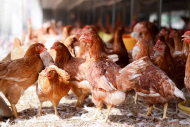 Tavuk çiftliğinde bir sürü kahverengi tavuk var.