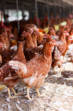 Tavuk çiftliğinde bir sürü kahverengi tavuk var.