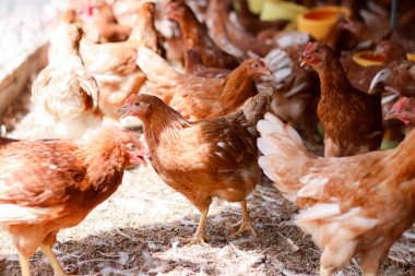 Tavuk çiftliğinde bir sürü kahverengi tavuk var.