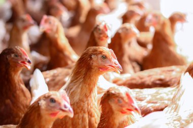 Tavuk çiftliğinde bir sürü kahverengi tavuk var.