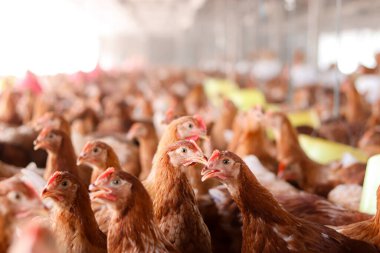 Tavuk çiftliğinde bir sürü kahverengi tavuk var.