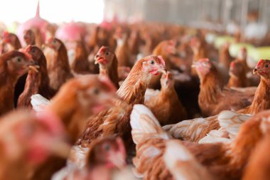 Tavuk çiftliğinde bir sürü kahverengi tavuk var.