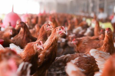 Tavuk çiftliğinde bir sürü kahverengi tavuk var.