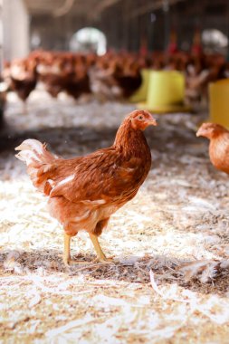 Tavuk çiftliğindeki kahverengi tavuğu kapat.