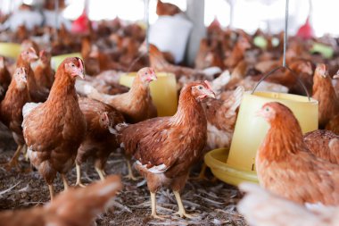 Tavuk çiftliğinde bir sürü kahverengi tavuk var.