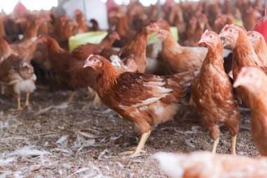 Tavuk çiftliğinde bir sürü kahverengi tavuk var.