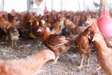 Tavuk çiftliğinde bir sürü kahverengi tavuk var.