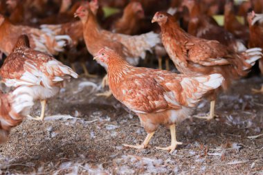 Tavuk çiftliğinde bir sürü kahverengi tavuk var.
