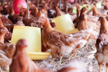 Tavuk çiftliğinde bir sürü kahverengi tavuk var.