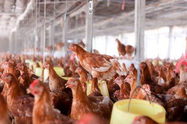 Tavuk çiftliğinde bir sürü kahverengi tavuk var.