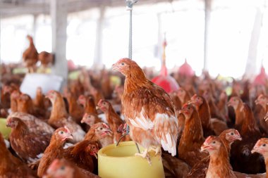 Tavuk çiftliğinde bir sürü kahverengi tavuk var.