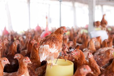 Tavuk çiftliğinde bir sürü kahverengi tavuk var.