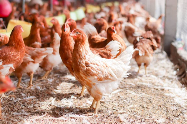 Tavuk çiftliğinde bir sürü kahverengi tavuk var.