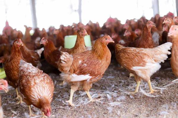 Tavuk çiftliğinde bir sürü kahverengi tavuk var.