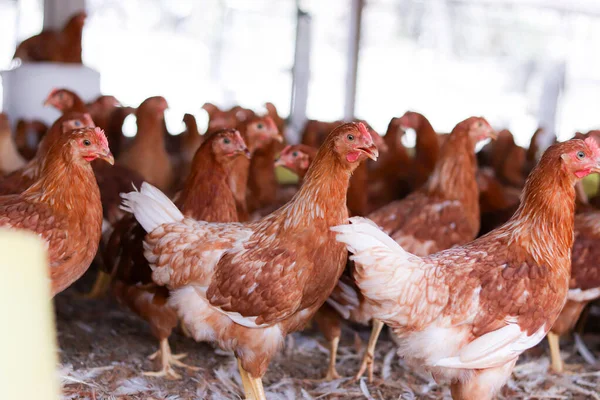 Tavuk çiftliğinde bir sürü kahverengi tavuk var.