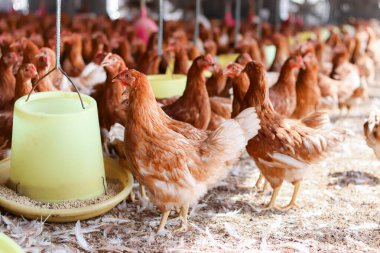 Tavuk çiftliğinde bir sürü kahverengi tavuk var.