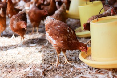 Tavuk çiftlikte yemek yiyor..