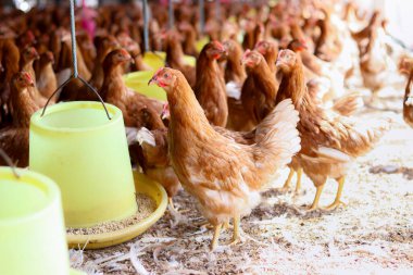 Tavuk çiftliğinde bir sürü kahverengi tavuk var.