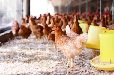 Tavuk çiftliğinde bir sürü kahverengi tavuk var.