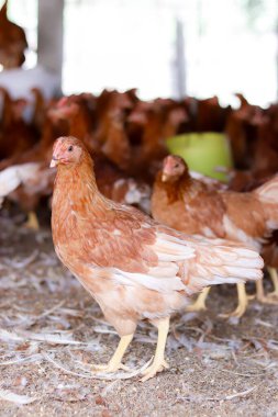 Tavuk çiftliğinde bir sürü kahverengi tavuk var.