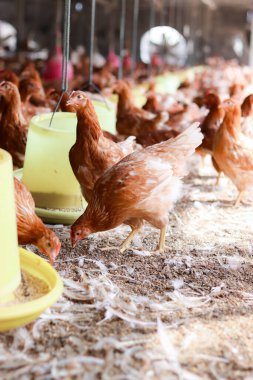 Tavuk çiftlikte yemek yiyor..