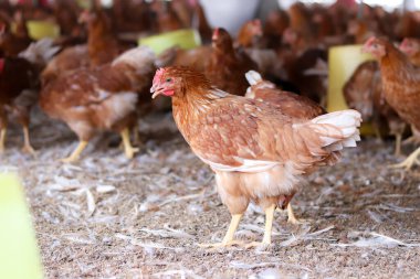 Tavuk çiftliğinde bir sürü kahverengi tavuk var.