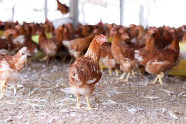Tavuk çiftliğinde bir sürü kahverengi tavuk var.