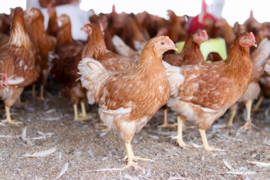 Tavuk çiftliğinde bir sürü kahverengi tavuk var.