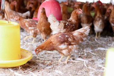 Tavuk çiftliğinde bir sürü kahverengi tavuk var.