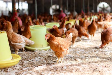 Tavuk çiftliğinde bir sürü kahverengi tavuk var.