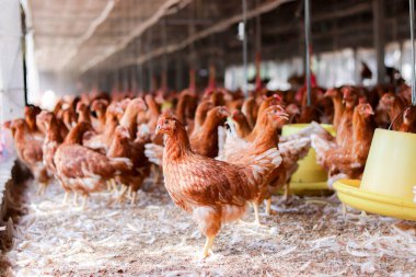 Tavuk çiftliğinde bir sürü kahverengi tavuk var.