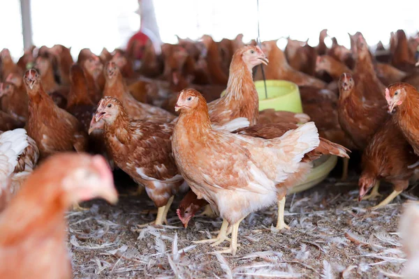 Tavuk çiftliğinde bir sürü kahverengi tavuk var.