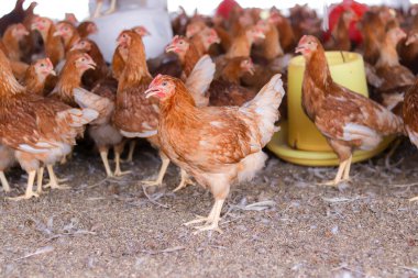 Tavuk çiftliğinde bir sürü kahverengi tavuk var.